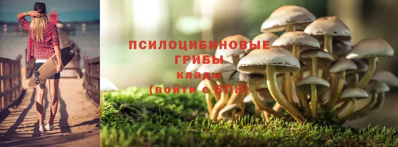 что такое   Поронайск  Псилоцибиновые грибы Psilocybe 